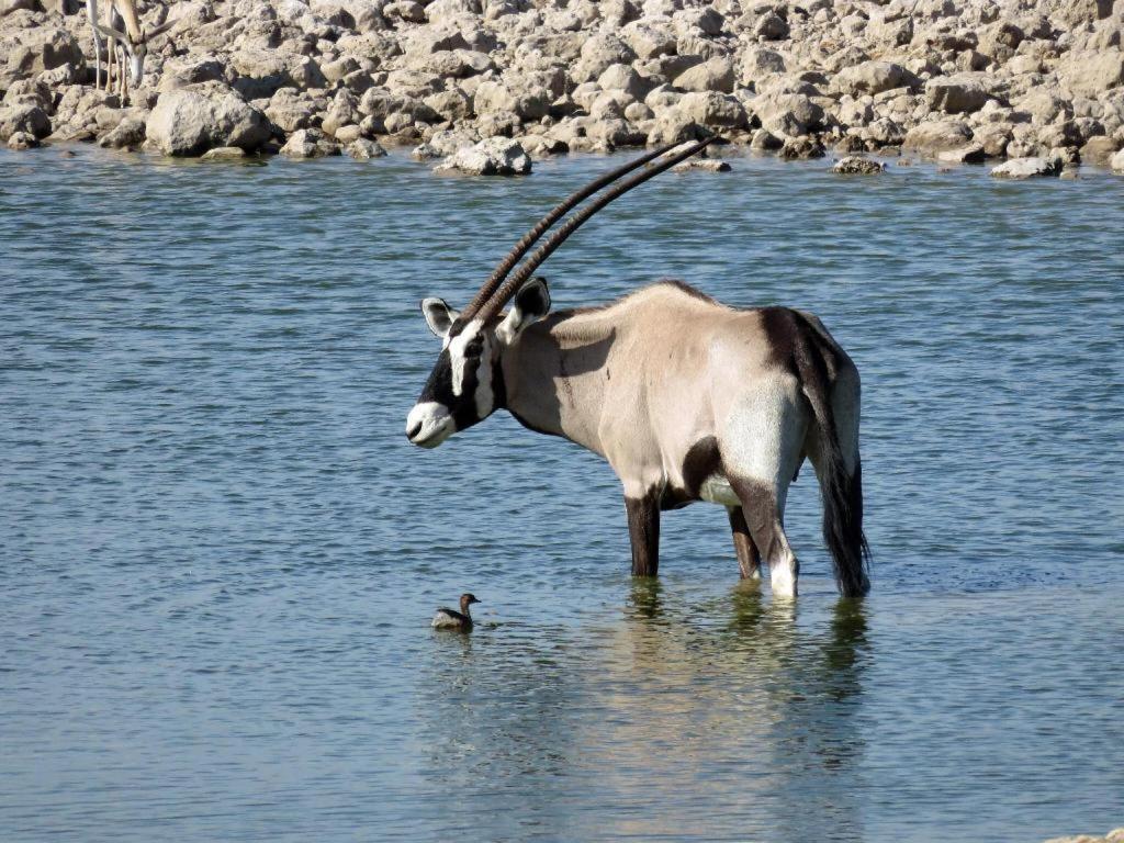 Отель Etosha Safari Camp, Etosha National Park, Namibia Окаукуэджо Экстерьер фото