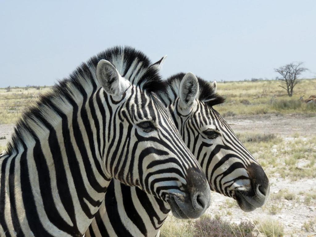 Отель Etosha Safari Camp, Etosha National Park, Namibia Окаукуэджо Экстерьер фото