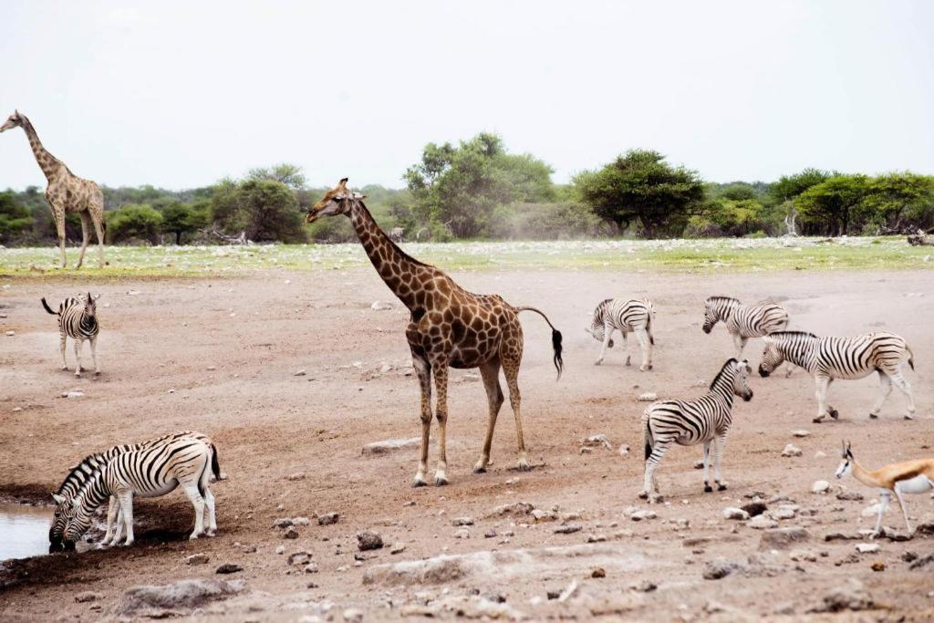 Отель Etosha Safari Camp, Etosha National Park, Namibia Окаукуэджо Экстерьер фото